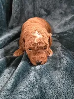 Forest, a male Poodle - Miniature  for sale in Mayhill, NM – 3 of 7