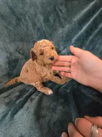 Ridge , a male Poodle - Miniature  for sale in Mayhill, NM – 2 of 7