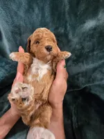 Forest, a male Poodle - Miniature  for sale in Mayhill, NM – 2 of 7