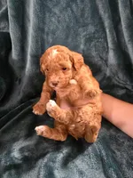 Sierra, a female Poodle - Miniature  for sale in Mayhill, NM – 7 of 8