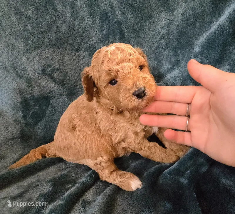 Ridge  – Poodle - Miniature  puppy for sale in Mayhill, NM