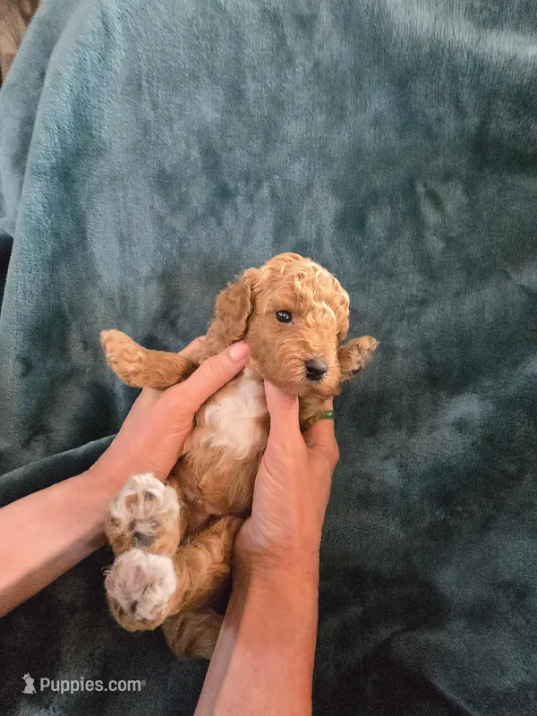 Ridge  – Poodle - Miniature  puppy for sale in Mayhill, NM