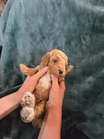 Ridge , a male Poodle - Miniature  for sale in Mayhill, NM – 1 of 7