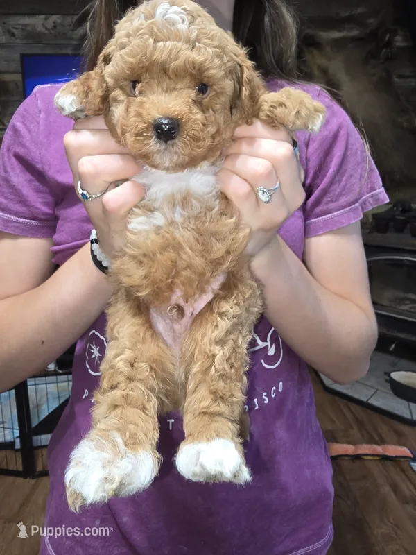 Teddy – Poodle - Miniature  puppy for sale in Mayhill, NM