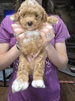 Teddy, a male Poodle - Miniature  for sale in Mayhill, NM – 1 of 5