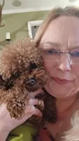 Petunia , a female Poodle - Toy  for sale in Mayhill, NM – 2 of 7