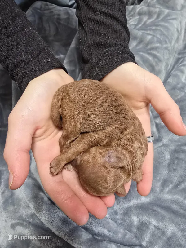 Ruby – Poodle - Toy  puppy for sale in Mayhill, NM