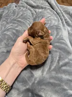 Ruby, a female Poodle - Toy  for sale in Mayhill, NM – Photo 3 of 5