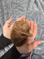 Ruby, a female Poodle - Toy  for sale in Mayhill, NM – Photo 2 of 5