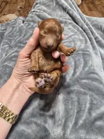 Ruby, a female Poodle - Toy  for sale in Mayhill, NM – Photo 5 of 5