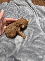 Ruby, a female Poodle - Toy  for sale in Mayhill, NM – Photo 4 of 5