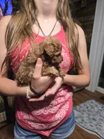 Rider, a male Poodle - Toy  for sale in Mayhill, NM – 4 of 7