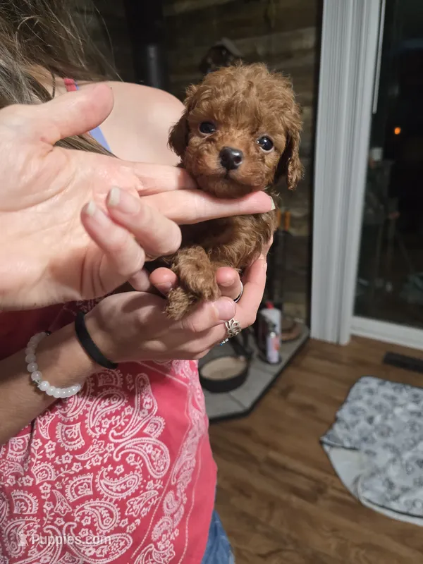 Baron – Poodle - Toy  puppy for sale in Mayhill, NM