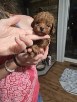 Baron, a male Poodle - Toy  for sale in Mayhill, NM – 1 of 7