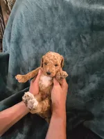 Ridge , a male Poodle - Miniature  for sale in Mayhill, NM – 5 of 7