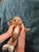 Ridge , a male Poodle - Miniature  for sale in Mayhill, NM – 7 of 7
