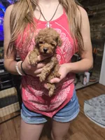 Rider, a male Poodle - Toy  for sale in Mayhill, NM – 5 of 7