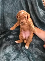 Sierra, a female Poodle - Miniature  for sale in Mayhill, NM – 6 of 8