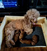 Petunia , a female Poodle - Toy  for sale in Mayhill, NM – 3 of 7