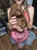 Baron, a male Poodle - Toy  for sale in Mayhill, NM – 5 of 7