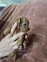 Rider, a male Poodle - Toy  for sale in Mayhill, NM – 6 of 7