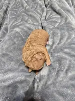 Theo, a male Poodle - Toy  for sale in Mayhill, NM – Photo 2 of 5