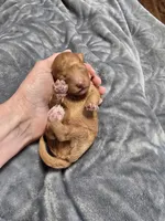 Theo, a male Poodle - Toy  for sale in Mayhill, NM – Photo 4 of 5