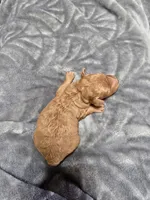 Theo, a male Poodle - Toy  for sale in Mayhill, NM – Photo 3 of 5