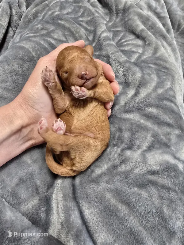 Theo – Poodle - Toy  puppy for sale in Mayhill, NM