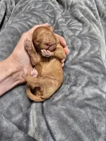 Theo, a male Poodle - Toy  for sale in Mayhill, NM – Photo 1 of 5