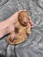 Theo, a male Poodle - Toy  for sale in Mayhill, NM – Photo 5 of 5