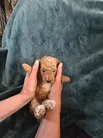 Ridge , a male Poodle - Miniature  for sale in Mayhill, NM – 3 of 7