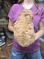 Teddy, a male Poodle - Miniature  for sale in Mayhill, NM – 3 of 5