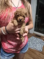 Rider, a male Poodle - Toy  for sale in Mayhill, NM – 2 of 7