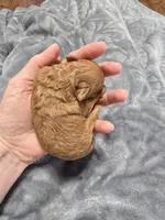 Teacup Tye, a male Poodle - Toy  for sale in Mayhill, NM – Photo 4 of 7