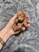 Teacup Tye, a male Poodle - Toy  for sale in Mayhill, NM – Photo 7 of 7