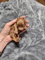 Teacup Tye, a male Poodle - Toy  for sale in Mayhill, NM – Photo 1 of 7