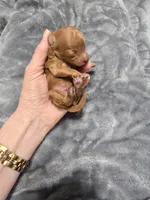 Teacup Tye, a male Poodle - Toy  for sale in Mayhill, NM – Photo 3 of 7