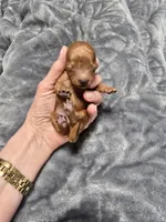 Teacup Tye, a male Poodle - Toy  for sale in Mayhill, NM – Photo 2 of 7