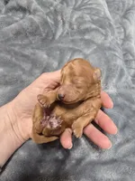 Teacup Tye, a male Poodle - Toy  for sale in Mayhill, NM – Photo 6 of 7