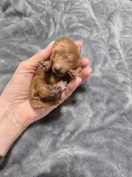 Teacup Tye, a male Poodle - Toy  for sale in Mayhill, NM – Photo 5 of 7