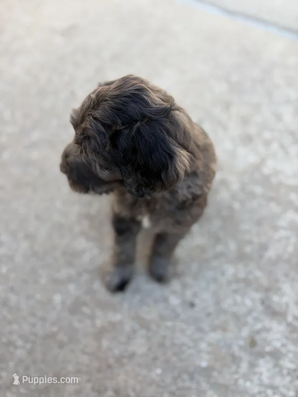 Taz – Golden Mountain Doodle puppy for sale in Westland, MI