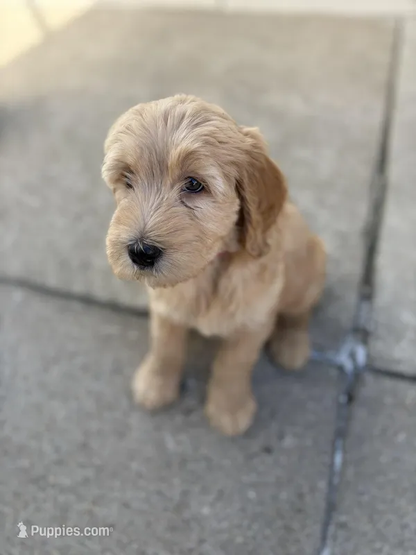 Rosie – Golden Mountain Doodle puppy for sale in Westland, MI