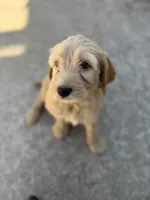 Silas, a male Golden Mountain Doodle for sale in Livonia, MI – Photo 2 of 2