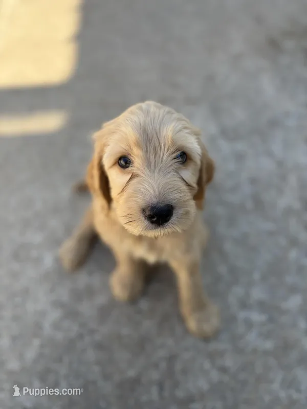 Silas, a male Golden Mountain Doodle for sale in Livonia, MI – Photo 1 of 2