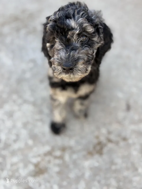 Mia – Golden Mountain Doodle puppy for sale in Westland, MI