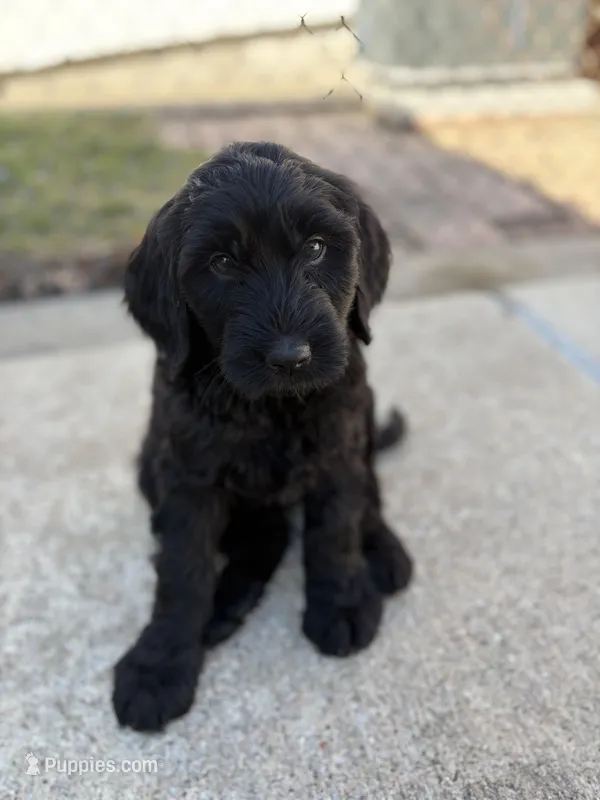 Coco – Golden Mountain Doodle puppy for sale in Livonia, MI