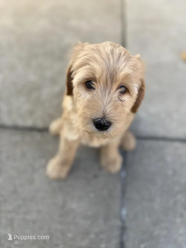 Rosie – Golden Mountain Doodle puppy for sale in Livonia, MI
