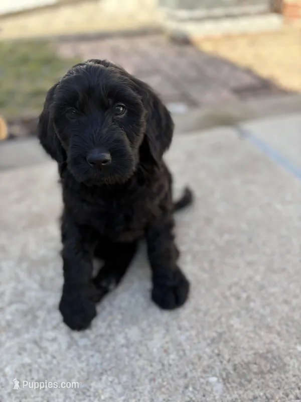 Coco – Golden Mountain Doodle puppy for sale in Westland, MI