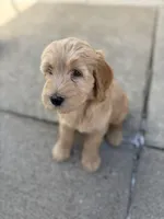 Rosie, a female Golden Mountain Doodle for sale in Livonia, MI – Photo 1 of 2